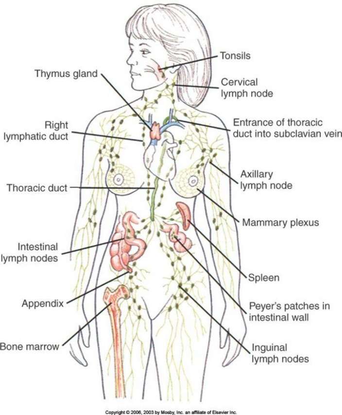 lymphatic-system-lymph-nodes-54bf21348d2d6-704x854