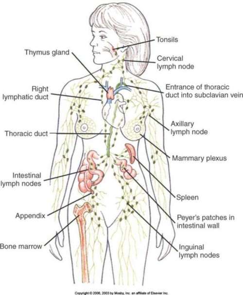 lymphatic-system-lymph-nodes-54bf21348d2d6-704x854